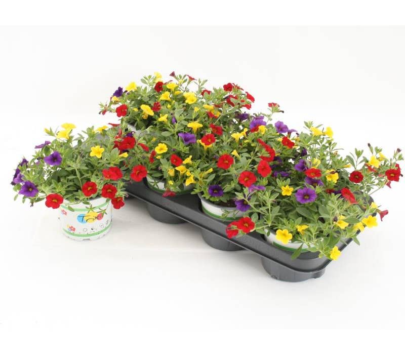 Calibrachoa 'Trixi Bolero' | Green Solutions