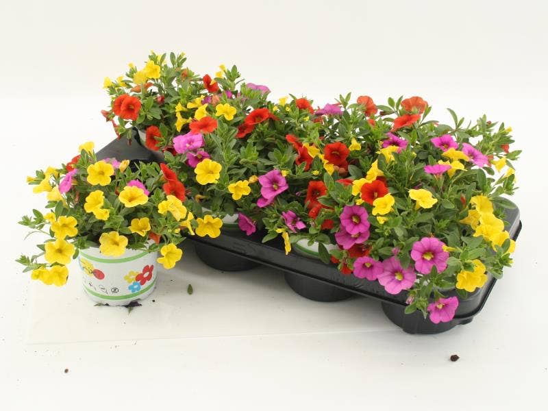 Calibrachoa 'Trixi Candyhouse'