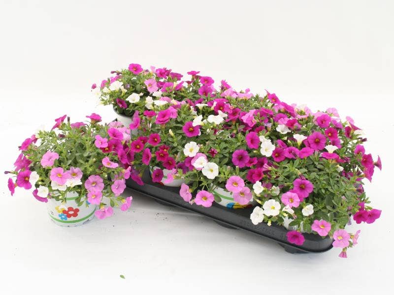 Calibrachoa 'Trixi Pink Paradise'