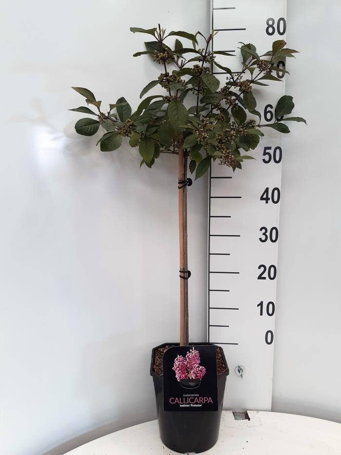 Callicarpa bod. 'Profusion'