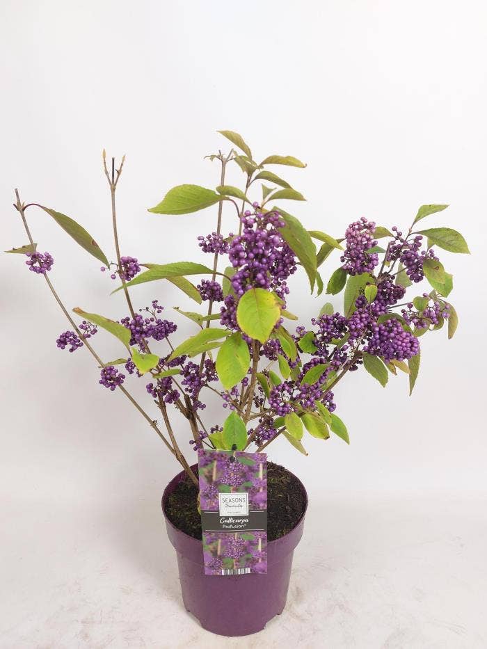 Callicarpa Bod. Profusion