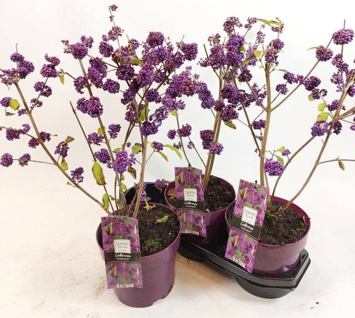 Callicarpa bod. 'Profusion'