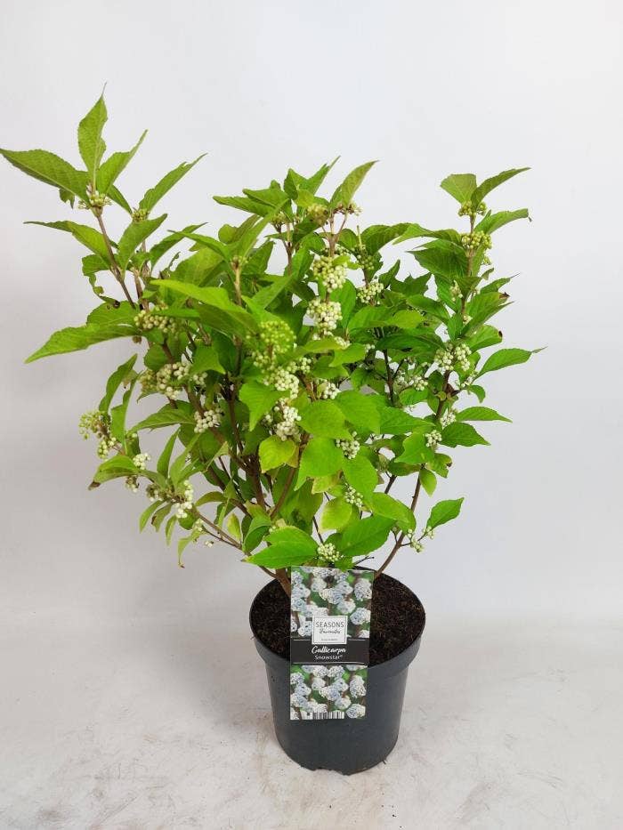 Callicarpa bod. 'Snowstar'