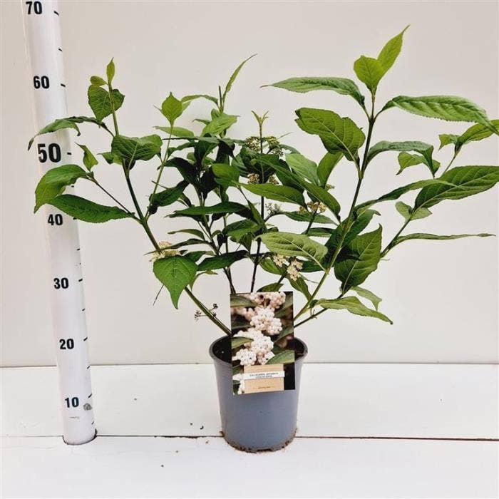 Callicarpa jap. 'Leucocarpa'