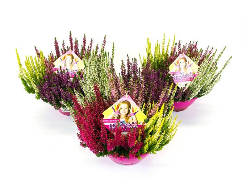 Calluna Beauty-Ladies High Five