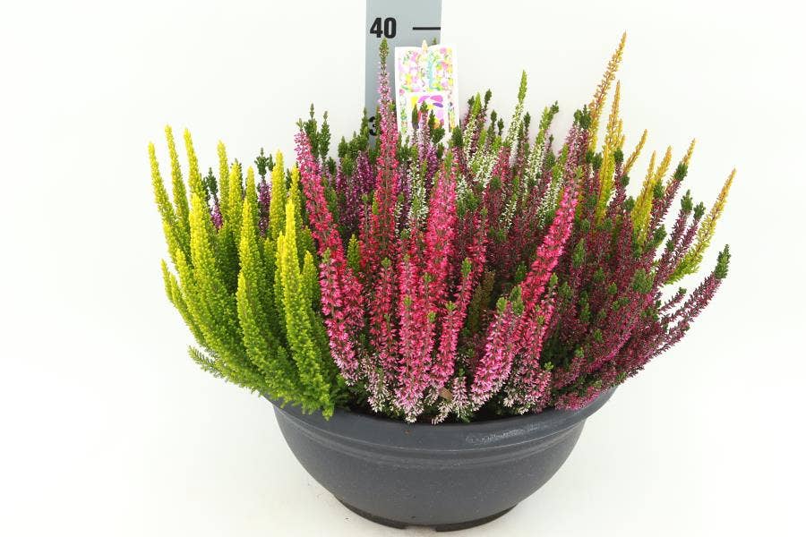 Calluna Beauty-Ladies Mosaica - 7 colours