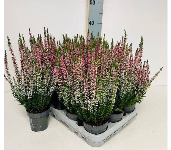 Calluna Beauty-Ladies