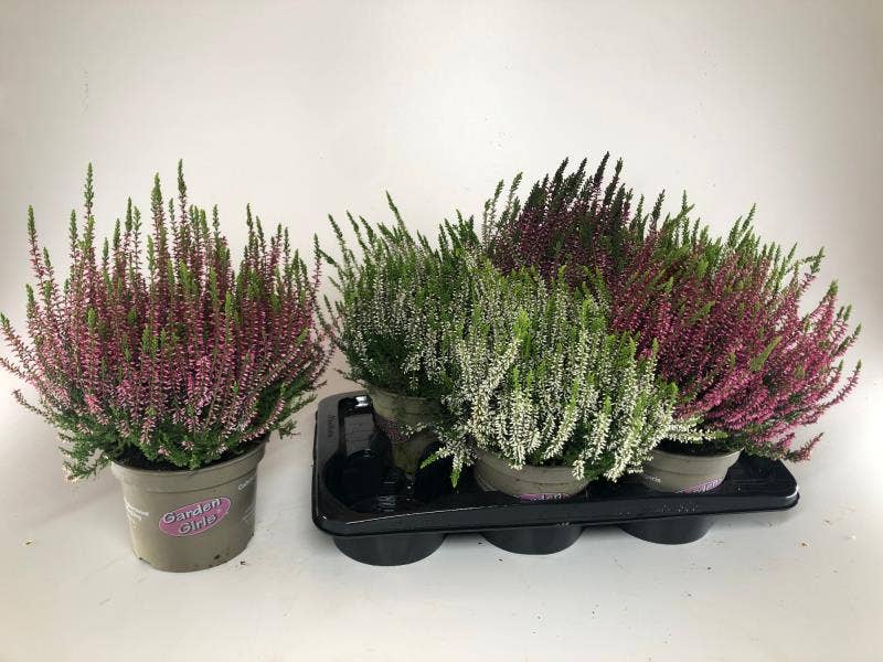 Calluna Garden Girls