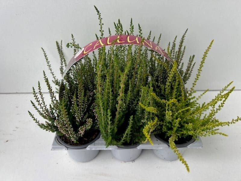 Calluna vul. 'Beauty Ladies'  6-pack