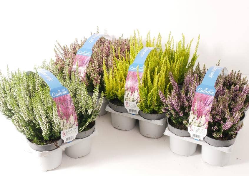 Calluna vul. 'Beauty Ladies' 6-pack