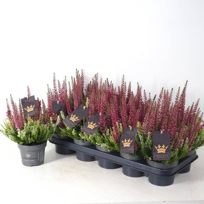 Calluna vul. 'Beauty Ladies' Colour Crown