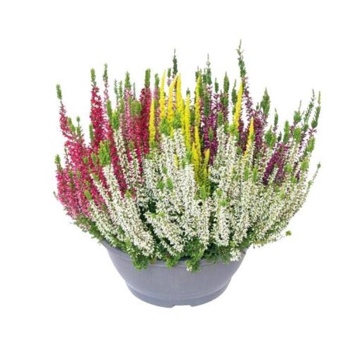Calluna vul. 'Beauty Ladies' High Five bowl