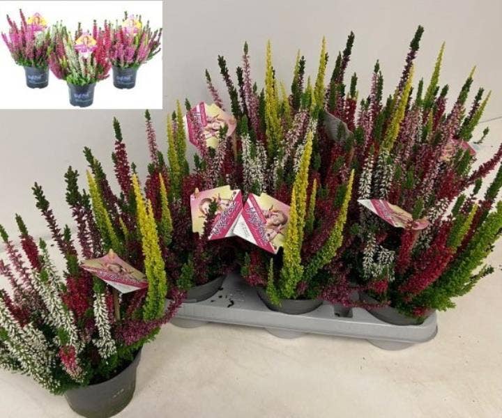 Calluna vul. 'Beauty Ladies' High Five