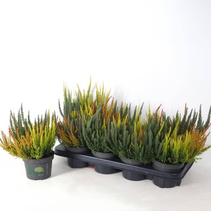 Calluna vul. 'Beauty Ladies' Skyline Trio