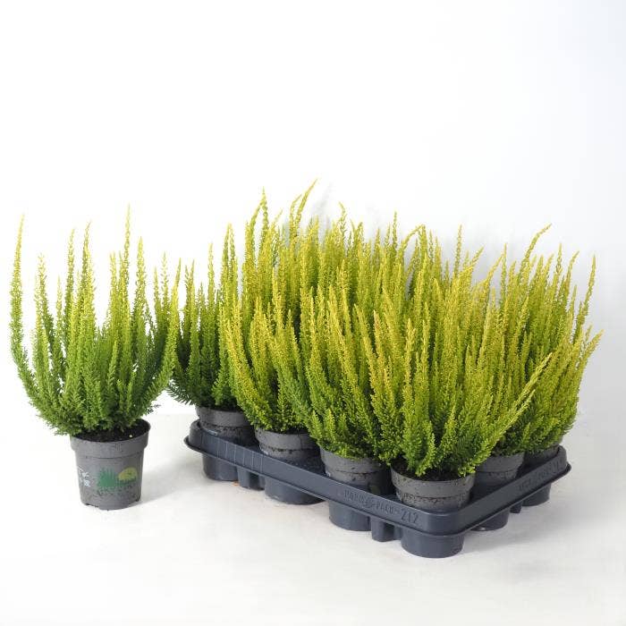 Calluna vul. 'Beauty Ladies' Skyline 