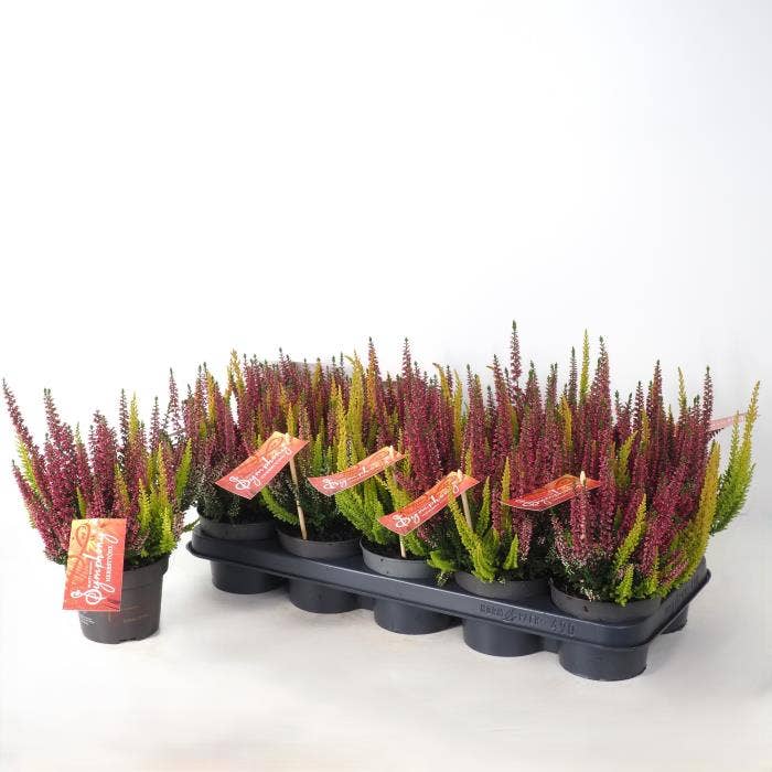 Calluna vul. 'Beauty Ladies' Symphony