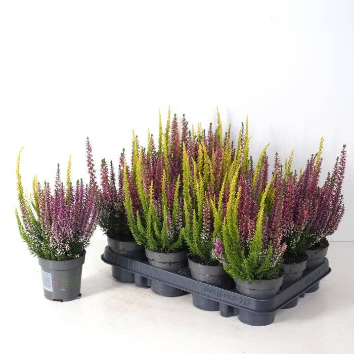 Calluna vul. 'Beauty Ladies' Trio
