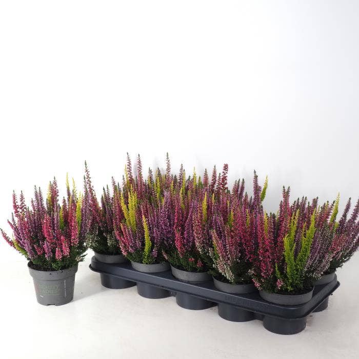 Calluna vul. 'Beauty Ladies' Trio
