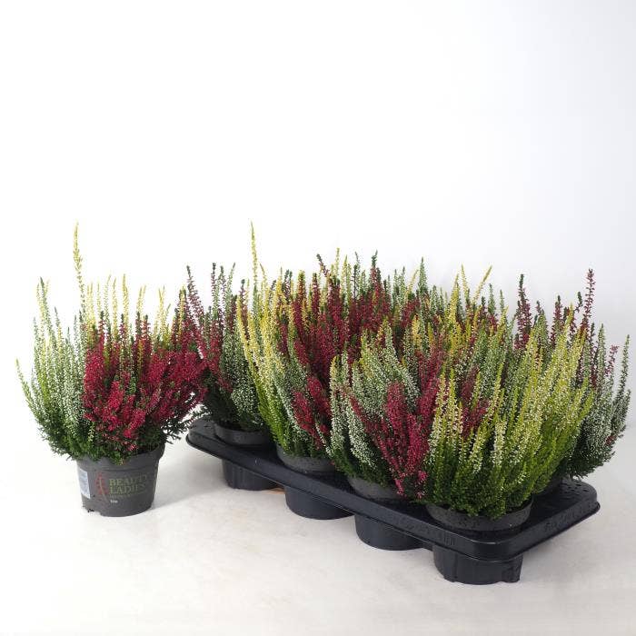 Calluna vul. 'Beauty Ladies' Trio