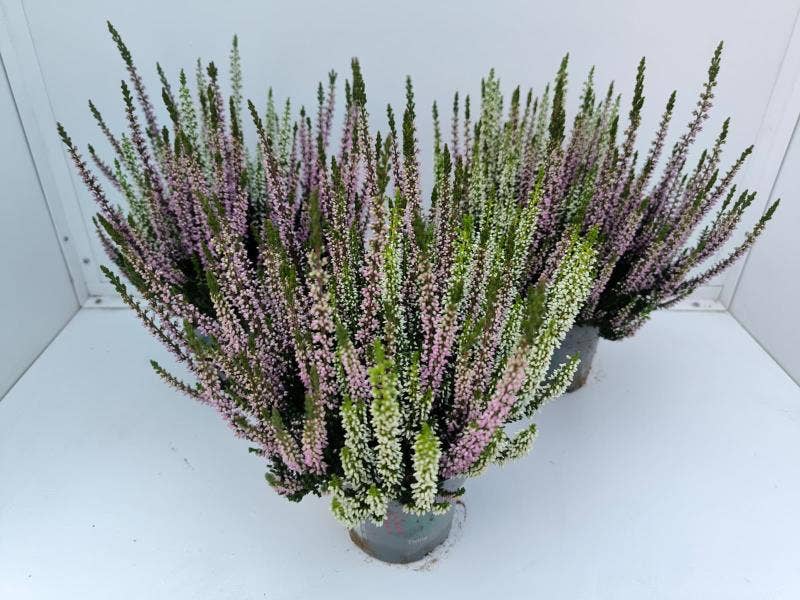 Calluna vul. 'Beauty Ladies' Twins lila/white