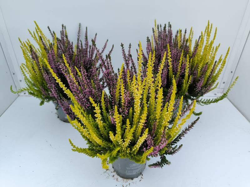 Calluna vul. 'Beauty Ladies' Twins lila/yellow