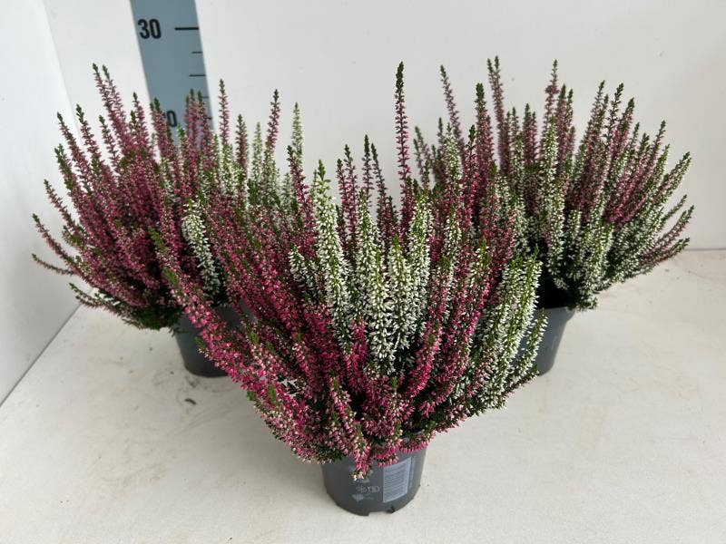 Calluna vul. 'Beauty Ladies' Twins red/white