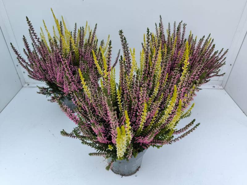 Calluna vul. 'Beauty Ladies' Twins red/yellow