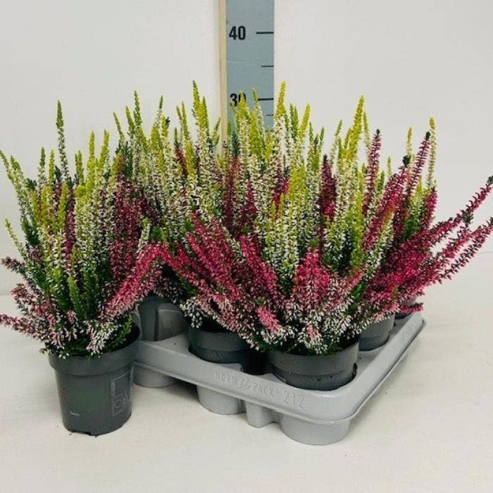 Calluna vul. 'Beauty Ladies' Twins