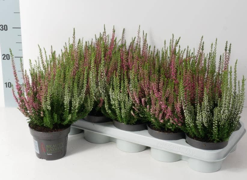Calluna vul. 'Beauty Ladies' Twins 