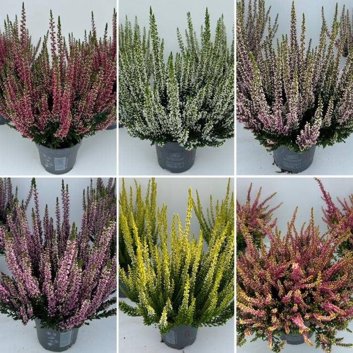 Calluna vul. 'Beauty Ladies'