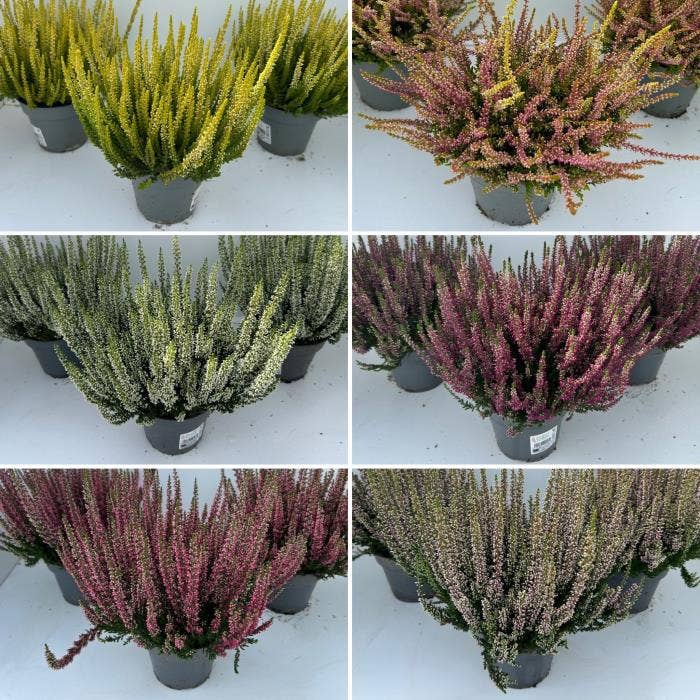 Calluna vul. 'Beauty Ladies'