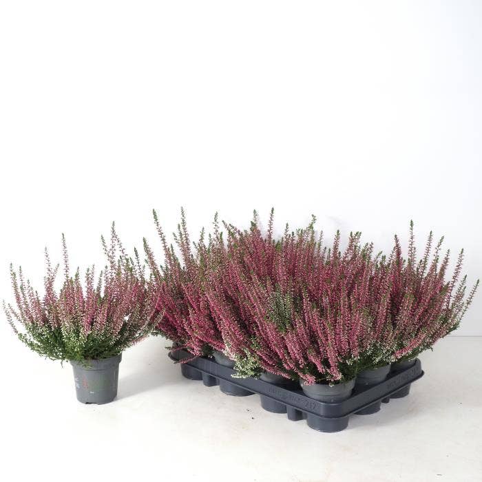 Calluna vul. 'Beauty Ladies'
