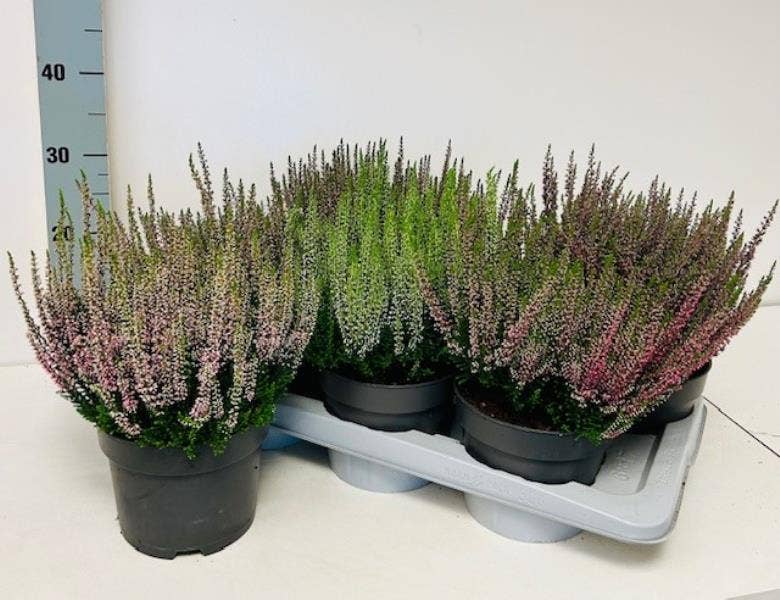 Calluna vul. 'Beauty Ladies'