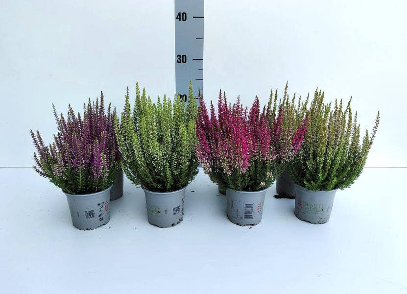 Calluna vul. 'Beauty Ladies'
