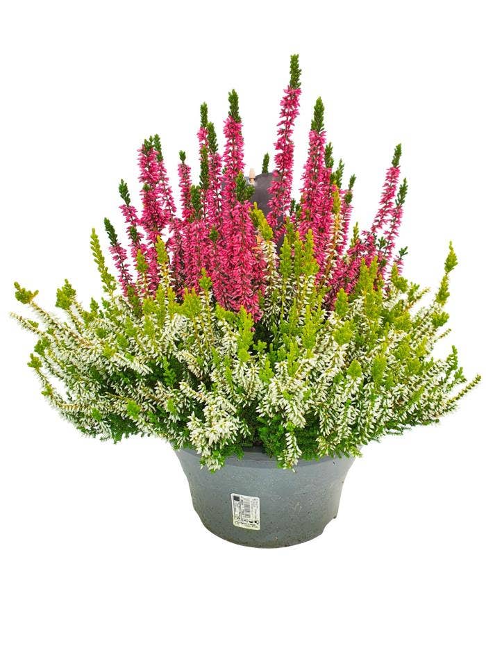Calluna vul. 'Beauty-Ladies' Colour Crown