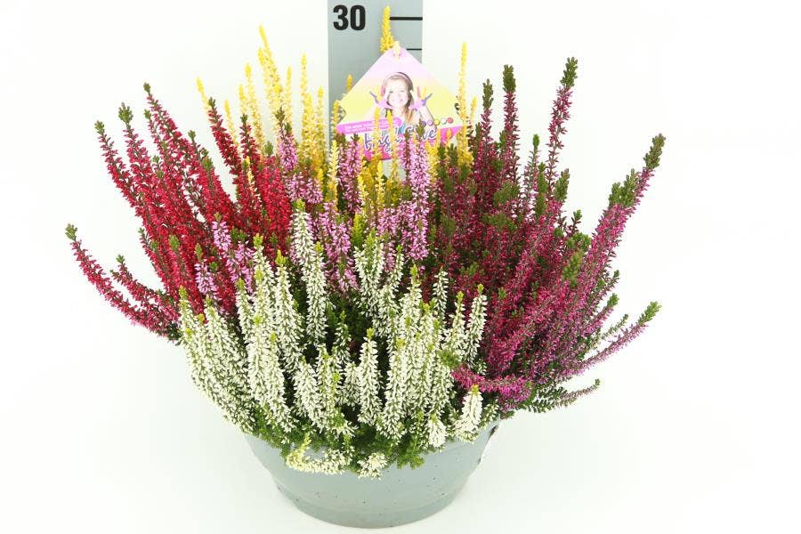 Calluna vul. 'Beauty-Ladies' High Five