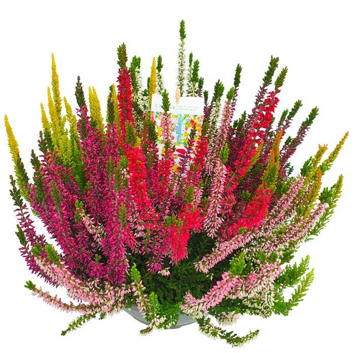 Calluna vul. 'Beauty-Ladies' Mosaica