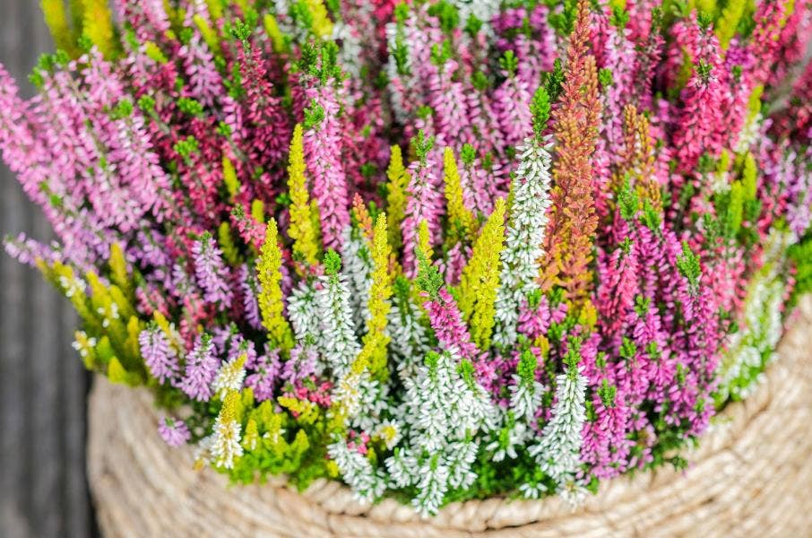 Calluna vul. 'Beauty-Ladies' Mosaica