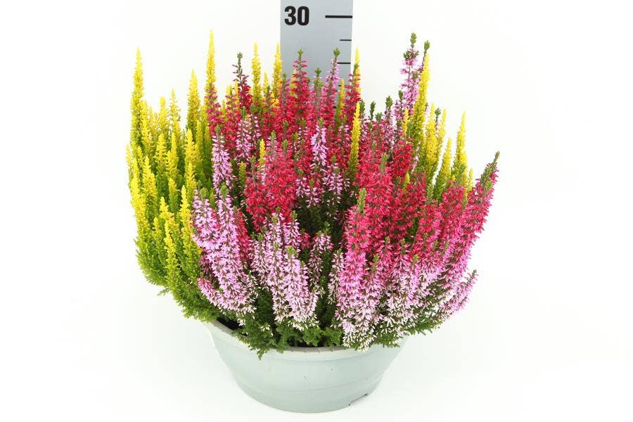 Calluna vul. 'Beauty-Ladies' Trio