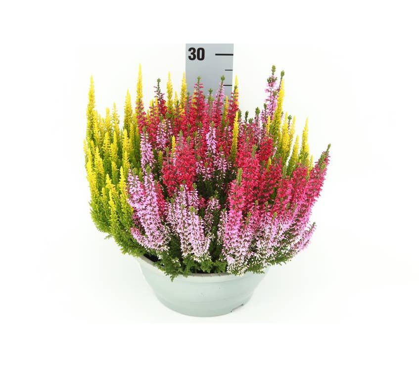 Calluna vul. 'Beauty-Ladies' Trio