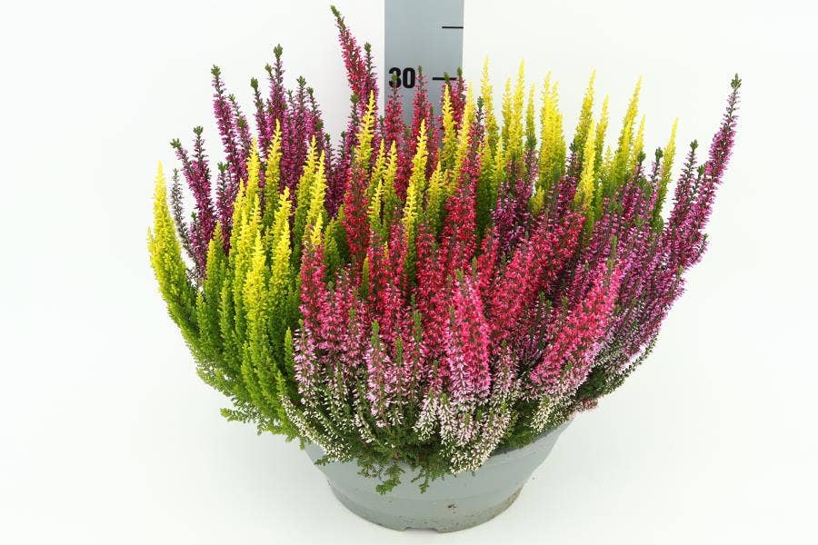 Calluna vul. 'Beauty-Ladies' Trio