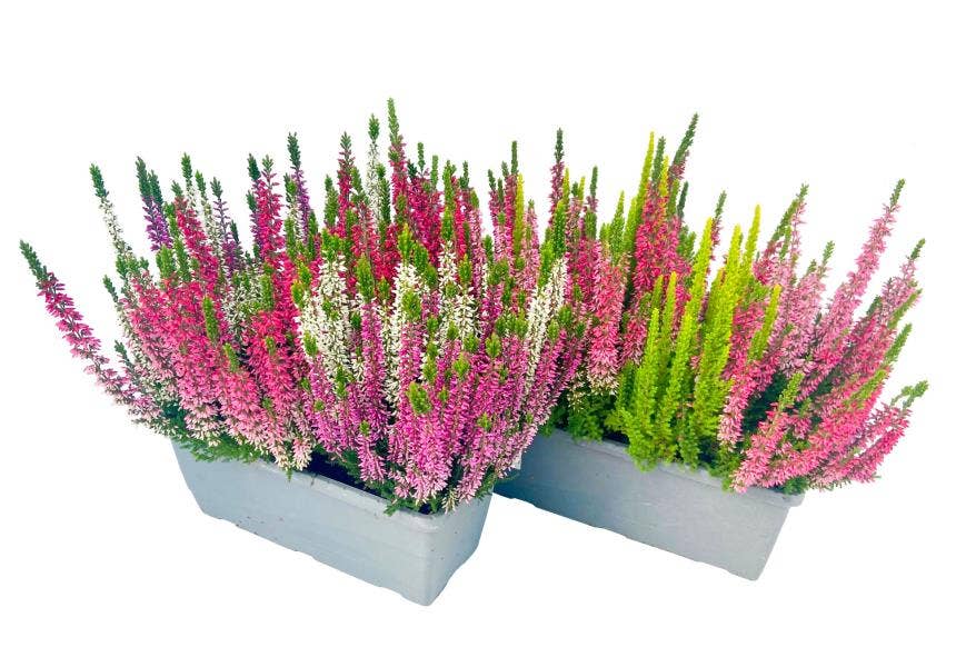 Calluna vul. 'Beauty-Ladies' Trio