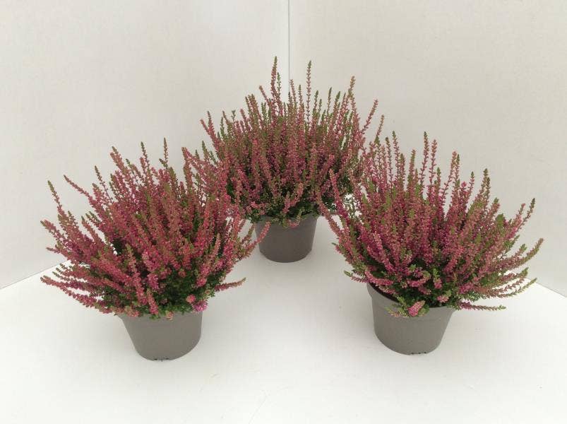 Calluna vul. 'Dark Beauty'