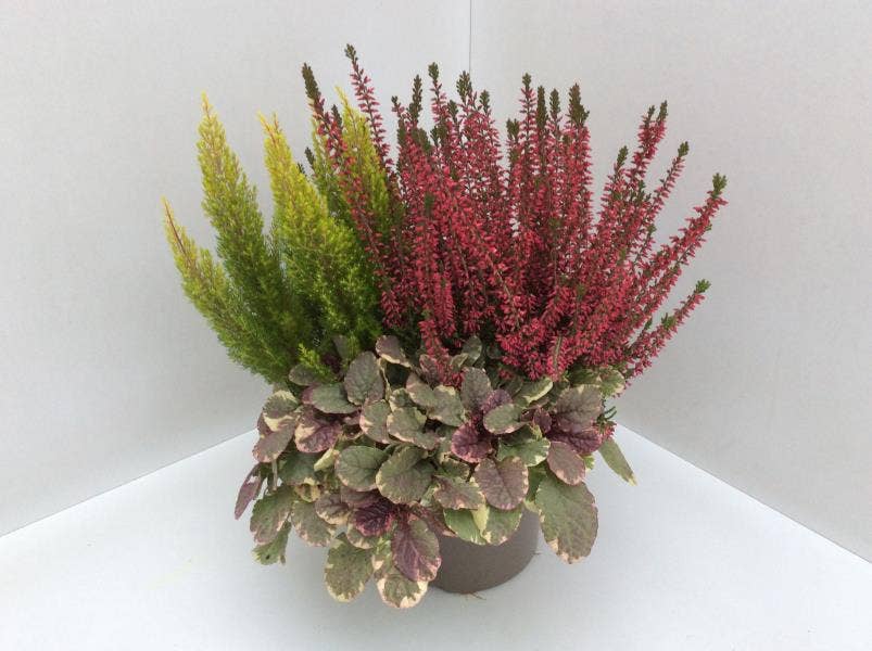 Calluna vul. 'Garden Girls' Autumn Ajuga