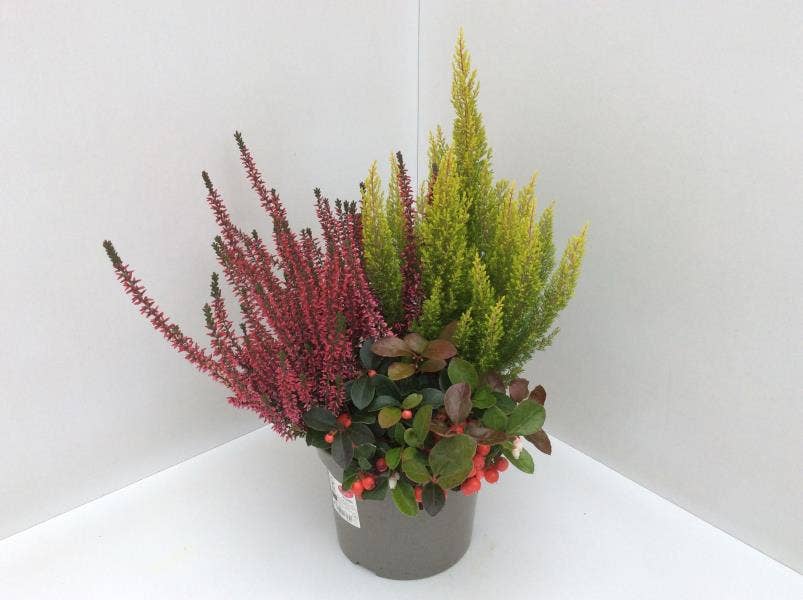 Calluna vul. 'Garden Girls' Autumn Gaultheria