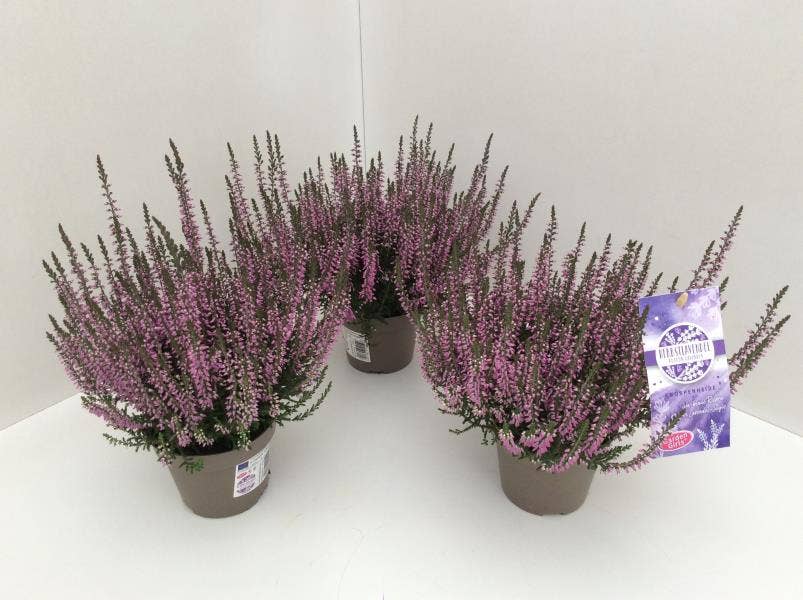 Calluna vul. 'Garden Girls Autumn Lavandula'