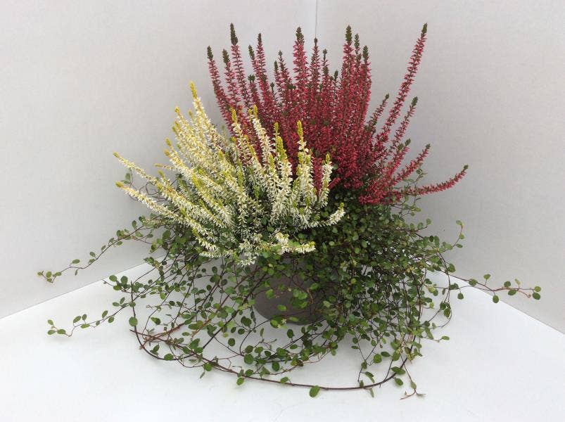 Calluna vul. 'Garden Girls' Autumn Muehlenbeckia