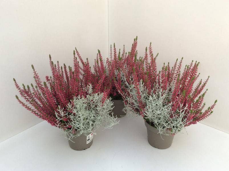 Calluna vul. 'Garden Girls' & Calocephalus