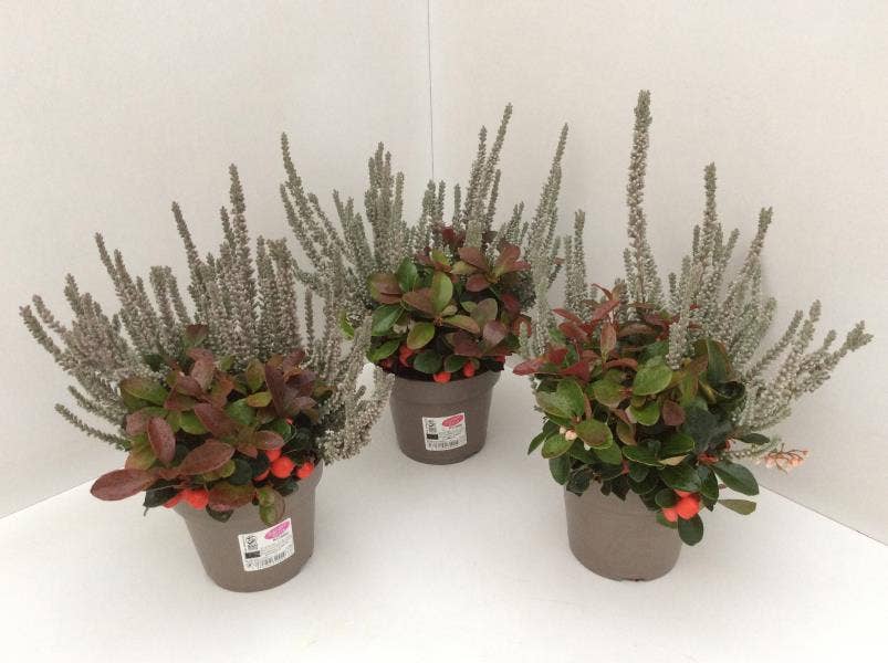 Calluna vul. 'Garden Girls' Fluffy & Gaultheria