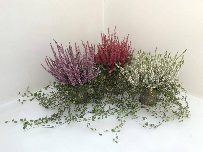 Calluna vul. 'Garden Girls' & Muehlenbeckia